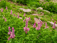 Corydalis caseana brandegeei