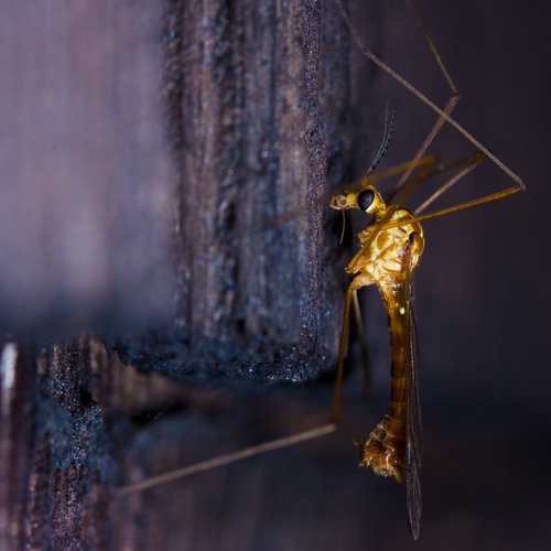 Cranefly