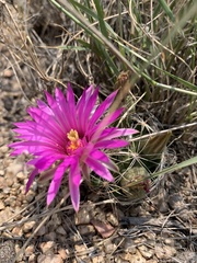 Mammillaria wrightii wrightii