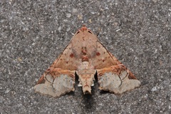 Targalla subocellata