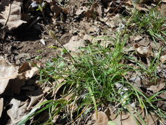 Carex planostachys
