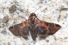 Aegilia sundascribens