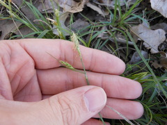 Carex planostachys