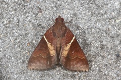 Lophoptera torrens