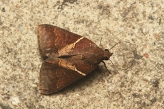 Lophoptera torrens