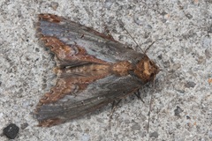 Aegilia sundascribens