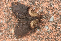 Sigmuncus
