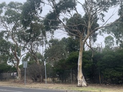 Eucalyptus pauciflora pauciflora
