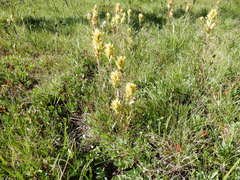 Castilleja peirsonii