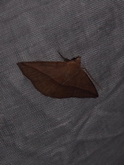 Ugia purpurea