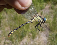 Ophiogomphus morrisoni