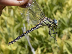 Ophiogomphus morrisoni