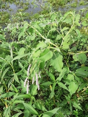 Persicaria orientalis