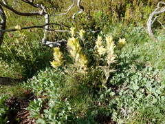 Castilleja peirsonii