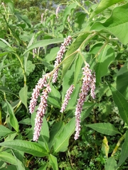 Persicaria orientalis