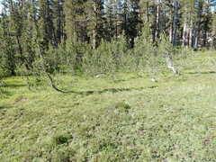 Castilleja peirsonii