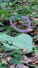 Hylocichla mustelina