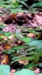 Hylocichla mustelina