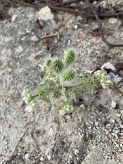 Cnidoscolus maculatus