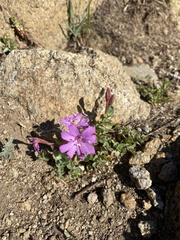 Epilobium obcordatum