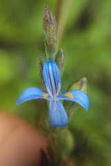 Carlowrightia parviflora