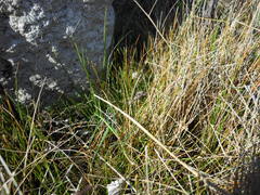 Eleocharis albida