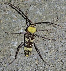 Megacyllene antennata