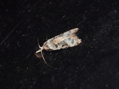 Metacosmesis laxeuta