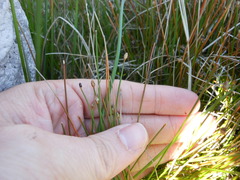 Eleocharis albida