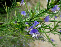 Psoralea axillaris