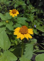 Heliopsis annua