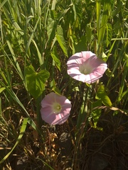 Calystegia subvolubilis