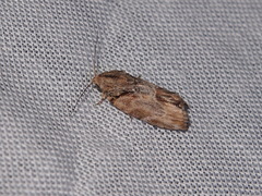 Etanna breviuscula