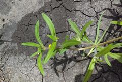 Melampodium sericeum