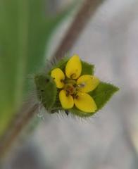 Melampodium sericeum
