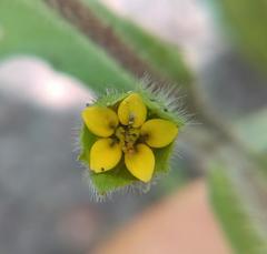 Melampodium sericeum