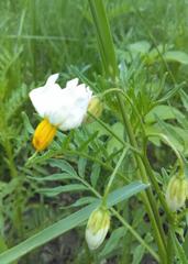 Solanum pinnatisectum