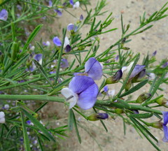 Psoralea axillaris