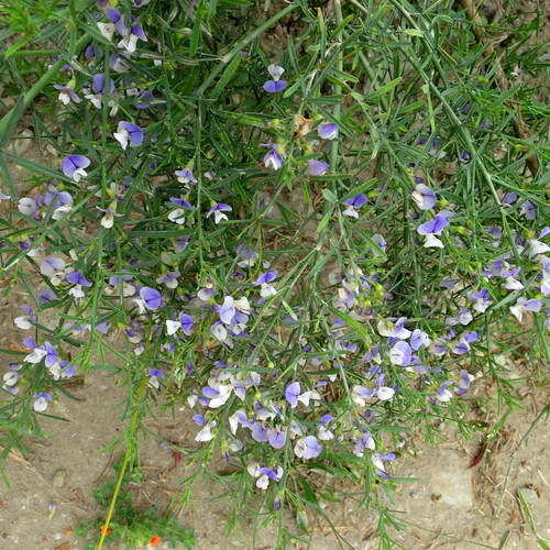 Image of Psoralea axillaris by no rights reserved