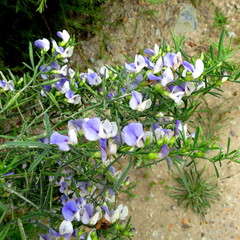 Psoralea axillaris