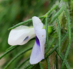 Psoralea floccosa