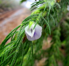 Psoralea floccosa