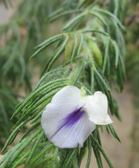 Psoralea floccosa