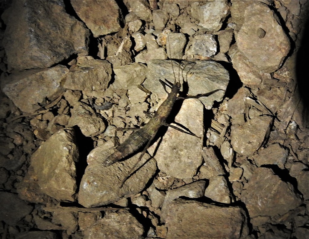 Atratomorpha