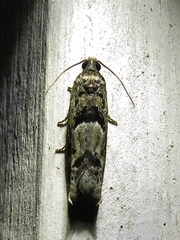 Pseudexentera spoliana