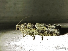 Pseudexentera spoliana