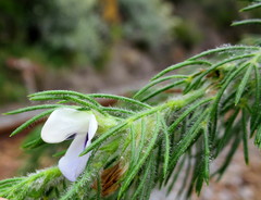Psoralea floccosa