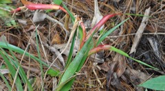 Tillandsia standleyi
