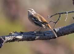 Cercotrichas leucophrys ovamboensis