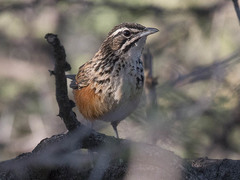 Achaetops pycnopygius